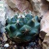 Turbinicarpus_ laui _01